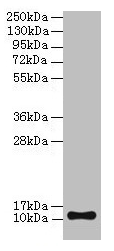 Western blot All lanes: TMEM141 antibody at 2µg/ml + Hela whole cell lysate Secondary Goat polyclonal to rabbit IgG at 1/10000 dilution Predicted band size: 12 kDa Observed band size: 12 kDa