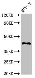 Western Blot Positive WB detected in: MCF-7 whole cell lysate All lanes: TMEM173 antibody at 2.7µg/ml Secondary Goat polyclonal to rabbit IgG at 1/50000 dilution Predicted band size: 43 kDa Observed band size: 43 kDa