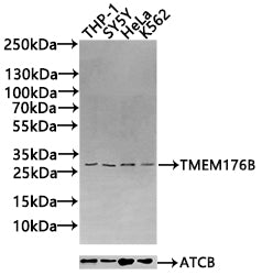 Western Blot Positive WB detected in: THP-1 whole cell lysate(30µg), SY5Y whole cell lysate(30µg), Hela whole cell lysate(30µg), K562 whole cell lysate(30µg) All lanes: TMEM176B antibody at 1:1000 Secondary Goat polyclonal to rabbit IgG at 1/20000...