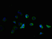 Immunofluorescent analysis of MCF-7 cells using CSB-PA023770LA01HU at dilution of 1:100 and Alexa Fluor 488-congugated AffiniPure Goat Anti-Rabbit IgG(H+L)