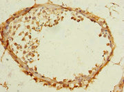 Immunohistochemistry of paraffin-embedded human testis tissue using CSB-PA023774LA01HU at dilution of 1:100