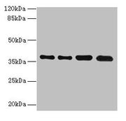 Western blot All lanes: TMEM19 antibody at 1µg/ml Lane 1: MCF-7 whole cell lysate Lane 2: U251 whole cell lysate Lane 3: Mouse stomach tissue Lane 4: A549 whole cell lysate Secondary Goat polyclonal to rabbit IgG at 1/10000 dilution Predicted band...