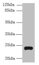 Western blot All lanes: TMEM222 antibody at 4µg/ml + HepG2 whole cell lysate Secondary Goat polyclonal to rabbit IgG at 1/10000 dilution Predicted band size: 24, 13 kDa Observed band size: 24 kDa