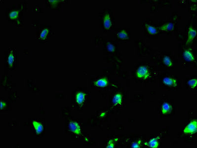 Immunofluorescent analysis of U251 cells using CSB-PA023845LA01HU at dilution of 1:100 and Alexa Fluor 488-congugated AffiniPure Goat Anti-Rabbit IgG(H+L)