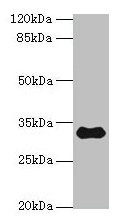 Western blot All lanes: TMEM53 antibody at 5µg/ml + Mouse brain tissue Secondary Goat polyclonal to rabbit IgG at 1/10000 dilution Predicted band size: 32, 24 kDa Observed band size: 32 kDa
