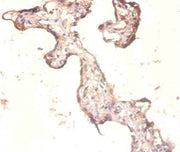 Immunohistochemistry of paraffin-embedded human placenta tissue using CSB-PA02385A0Rb at dilution of 1:100
