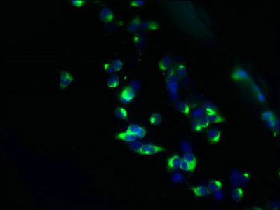 Immunofluorescent analysis of 293T cells using CSB-PA023865LA01HU at dilution of 1:100 and Alexa Fluor 488-congugated AffiniPure Goat Anti-Rabbit IgG(H+L)