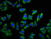Immunofluorescence staining of A549 cells with CSB-PA023892LA01HU at 1:133, counter-stained with DAPI. The cells were fixed in 4% formaldehyde, permeabilized using 0.2% Triton X-100 and blocked in 10% normal Goat Serum. The cells were then incubat...