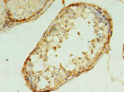 Immunohistochemistry of paraffin-embedded human testis tissue using CSB-PA023894LA01HU at dilution of 1:100