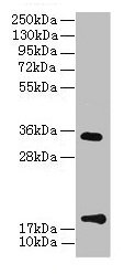Western Blot All lanes: TMEM91 antibody at 16µg/ml + A549 whole cell lysate Secondary Goat polyclonal to rabbit IgG at 1/10000 dilution Predicted band size: 19, 16, 14, 15 kDa Observed band size: 19, 34 kDa