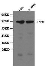 Western blot analysis of extracts of Hela and NIH3T3 cells, using TNFα antibody.