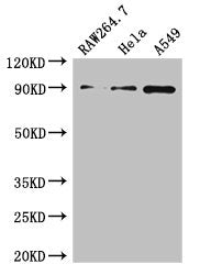 Western Blot Positive WB detected in: RAW264.7 whole cell lysate, Hela whole cell lysate, A549 whole cell lysate All lanes: TNFAIP3 antibody at 2.7µg/ml Secondary Goat polyclonal to rabbit IgG at 1/50000 dilution Predicted band size: 90 kDa Observ...