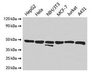 Western Blot Positive WB detected in: HepG2 whole cell lysate, Hela whole cell lysate, NIH/3T3 whole cell lysate, MCF-7 whole cell lysate, Jurkat whole cell lysate, A431 whole cell lysate All lanes: ENO1 antibody at 2.5µg/ml Secondary Goat polyclo...