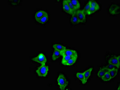 Immunofluorescent analysis of HepG2 cells using CSB-PA023986LA01MO at dilution of 1:100 and Alexa Fluor 488-congugated AffiniPure Goat Anti-Rabbit IgG(H+L)