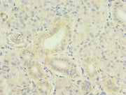 Immunohistochemistry of paraffin-embedded human pancreatic tissue using CSB-PA023987LA01HU at dilution of 1:100