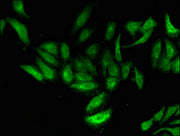 Immunofluorescent analysis of Hela cells using CSB-PA024018LA01HU at dilution of 1:100 and Alexa Fluor 488-congugated AffiniPure Goat Anti-Rabbit IgG(H+L)