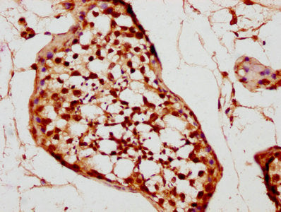 IHC image of CSB-PA024019LA01HU diluted at 1:200 and staining in paraffin-embedded human testis tissue performed on a Leica BondTM system. After dewaxing and hydration, antigen retrieval was mediated by high pressure in a citrate buffer (pH 6.0)....