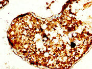 IHC image of CSB-PA024044LA01HU diluted at 1:240 and staining in paraffin-embedded human testis tissue performed on a Leica BondTM system. After dewaxing and hydration, antigen retrieval was mediated by high pressure in a citrate buffer (pH 6.0)....