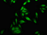 Immunofluorescence staining of Hela cells with CSB-PA024056LA01HU at 1:166, counter-stained with DAPI. The cells were fixed in 4% formaldehyde, permeabilized using 0.2% Triton X-100 and blocked in 10% normal Goat Serum. The cells were then incubat...