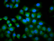 Immunofluorescence staining of A549 cells with CSB-PA024103EA01HU at 1:100, counter-stained with DAPI. The cells were fixed in 4% formaldehyde, permeabilized using 0.2% Triton X-100 and blocked in 10% normal Goat Serum. The cells were then incubat...