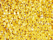 IHC image of CSB-PA024113LA01HU diluted at 1:400 and staining in paraffin-embedded human adrenal gland tissue performed on a Leica BondTM system. After dewaxing and hydration, antigen retrieval was mediated by high pressure in a citrate buffer (pH...