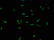 Immunofluorescence staining of SH-SY5Y cells with CSB-PA024114LA01HU at 1:100, counter-stained with DAPI. The cells were fixed in 4% formaldehyde and blocked in 10% normal Goat Serum. The cells were then incubated with the antibody overnight at 4°...