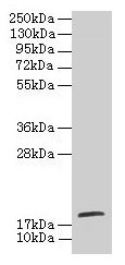 Western blot All lanes: TPPP2 antibody at 8µg/ml + HepG2 whole cell lysate Secondary Goat polyclonal to rabbit IgG at 1/10000 dilution Predicted band size: 19 kDa Observed band size: 19 kDa
