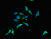 Immunofluorescent analysis of Hela cells using CSB-PA024148LA01HU at dilution of 1:100 and Alexa Fluor 488-congugated AffiniPure Goat Anti-Rabbit IgG(H+L)
