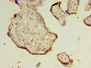 Immunohistochemistry of paraffin-embedded human placenta tissue using CSB-PA024229LA01HU at dilution of 1:100