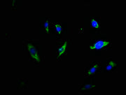 Immunofluorescence staining of U251 cells with CSB-PA024398LA01HU at 1:66, counter-stained with DAPI. The cells were fixed in 4% formaldehyde, permeabilized using 0.2% Triton X-100 and blocked in 10% normal Goat Serum. The cells were then incubate...