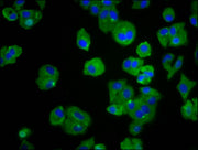 Immunofluorescence staining of HepG2 cells with CSB-PA024402LA01HU at 1:66, counter-stained with DAPI. The cells were fixed in 4% formaldehyde, permeabilized using 0.2% Triton X-100 and blocked in 10% normal Goat Serum. The cells were then incubat...
