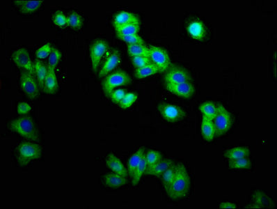 Immunofluorescence staining of HepG2 cells with CSB-PA024441LA01HU at 1:166, counter-stained with DAPI. The cells were fixed in 4% formaldehyde, permeabilized using 0.2% Triton X-100 and blocked in 10% normal Goat Serum. The cells were then incuba...