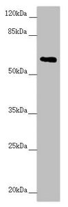 Western blot All lanes: TRIM23 antibody at 2.67 ug/ml + Raw264.7 whole cell lysate Secondary Goat polyclonal to rabbit IgG at 1/10000 dilution Predicted band size: 65, 64, 62 kDa Observed band size: 65 kDa