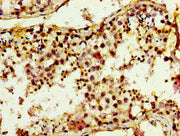 Immunohistochemistry of paraffin-embedded human testis tissue using CSB-PA024467LA01HU at dilution of 1:100