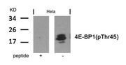 Western blot analysis of extracts from Hela cells using 4E-BP1(Phospho-Thr45) Antibody and the same antibody preincubated with blocking peptide.