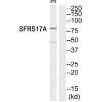 Western blot analysis of extracts from NIH-3T3 cells, using SFRS17A antibody.