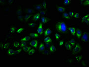 Immunofluorescence staining of Hela cells with CSB-PA025069LA01HU at 1:66, counter-stained with DAPI. The cells were fixed in 4% formaldehyde, permeabilized using 0.2% Triton X-100 and blocked in 10% normal Goat Serum. The cells were then incubate...