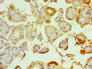 Immunohistochemistry of paraffin-embedded human pancreatic tissue using CSB-PA025084ESR1HU at dilution of 1:100