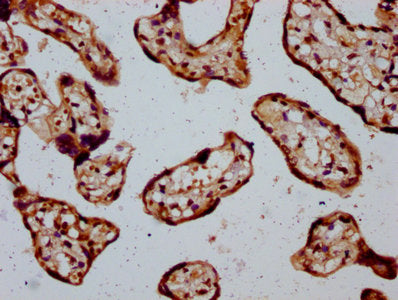 IHC image of CSB-PA025149LA01HU diluted at 1:400 and staining in paraffin-embedded human placenta tissue performed on a Leica BondTM system. After dewaxing and hydration, antigen retrieval was mediated by high pressure in a citrate buffer (pH 6.0)...