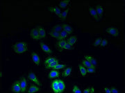 Immunofluorescent analysis of HepG2 cells using CSB-PA025165LA01HU at dilution of 1:100 and Alexa Fluor 488-congugated AffiniPure Goat Anti-Rabbit IgG(H+L)