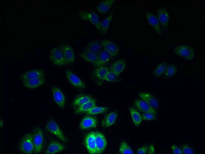 Immunofluorescent analysis of HepG2 cells using CSB-PA025165LA01HU at dilution of 1:100 and Alexa Fluor 488-congugated AffiniPure Goat Anti-Rabbit IgG(H+L)