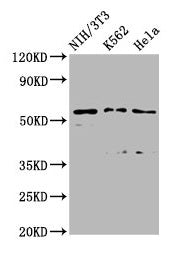 Western Blot Positive WB detected in: NIH/3T3 whole cell lysate, K562 whole cell lysate, Hela whole cell lysate All lanes: TTC26 antibody at 2.45µg/ml Secondary Goat polyclonal to rabbit IgG at 1/50000 dilution Predicted band size: 65, 57, 61 kDa...