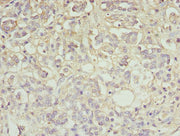 Immunohistochemistry of paraffin-embedded human pancreatic tissue using CSB-PA025270DA01MO at dilution of 1:100