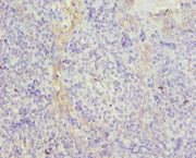 Immunohistochemistry of paraffin-embedded human tonsil tissue using CSB-PA025318NJ01HU at dilution of 1:100