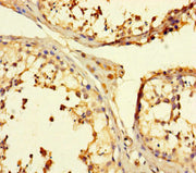 Immunohistochemistry of paraffin-embedded human testis tissue using CSB-PA025348LA01HU at dilution of 1:100