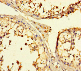 Immunohistochemistry of paraffin-embedded human testis tissue using CSB-PA025348LA01HU at dilution of 1:100