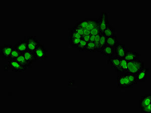 Immunofluorescent analysis of PC-3 cells using CSB-PA025386LA01HU at dilution of 1:100 and Alexa Fluor 488-congugated AffiniPure Goat Anti-Rabbit IgG(H+L)