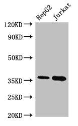 Goat polyclonal to rabbit IgG at 1/20000 dilution
