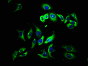 Immunofluorescence staining of A549 cells with CSB-PA025399LA01HU at 1:133, counter-stained with DAPI. The cells were fixed in 4% formaldehyde, permeabilized using 0.2% Triton X-100 and blocked in 10% normal Goat Serum. The cells were then incubat...