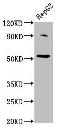 Western Blot Positive WB detected in: HepG2 whole cell lysate All lanes: U2AF2 antibody at 2ug/ml Secondary Goat polyclonal to rabbit IgG at 1/50000 dilution Predicted band size: 54 kDa Observed band size: 54 kDa